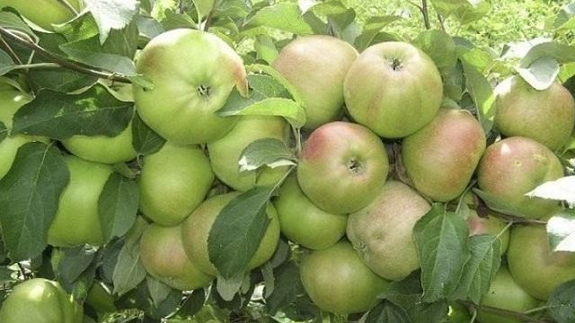 Уникальная по урожайности яблоня Вербное