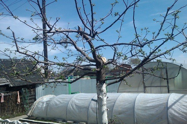 Обрезка яблони весной для начинающих