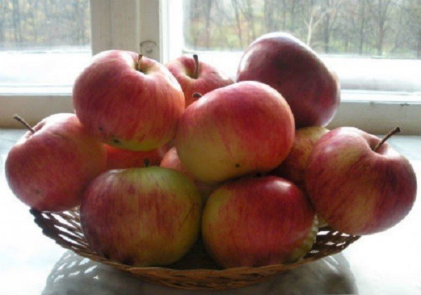 Сорт яблони россошанское полосатое