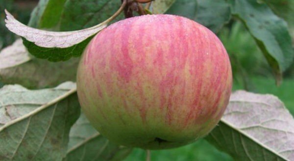 Яблоня коричное полосатое