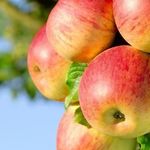 Выращивание яблони Коричное полосатое