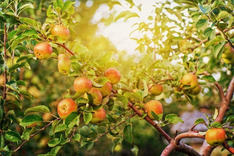 Яблоня с яблоками в лучах солнца