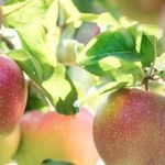 Выращивание яблони Северный Синап