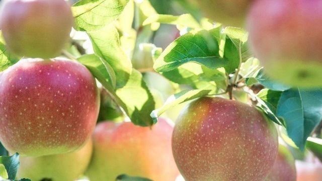 Выращивание яблони Северный Синап