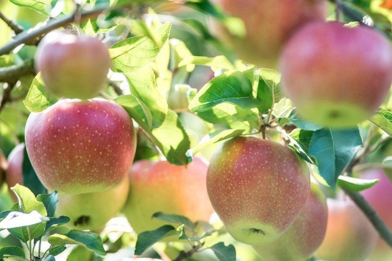 Урожайность яблоня северный синап