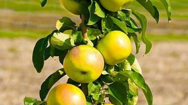 Яблоня аленушка описание и характеристики сорта выращивание с фото