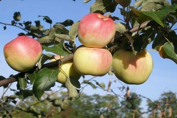 Сорт яблони куликовское