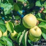 Яблоня «Антоновка»: описание сорта, фото и отзывы