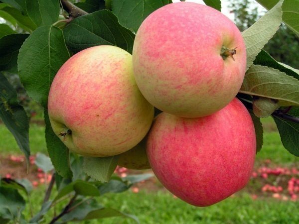 Сорт яблони аркадик
