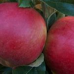 Яблоня Мельба — описание сорта, фото, отзывы