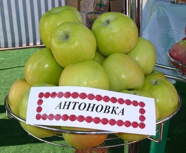 Антоновка мичуринская яблоня