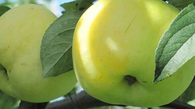Яблоня сорт антоновка обыкновенная