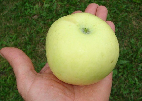 Сорт яблони бирское грушевое