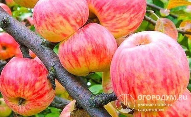 Коричное полосатое яблоня