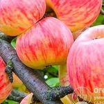 Яблоня сорта «Коричное полосатое»