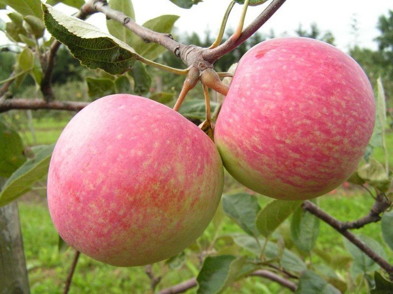 Алматинская грушовка яблоня