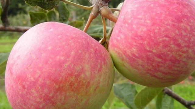 О яблоне Ветеран: описание сорта, характеристики, агротехника, выращивание