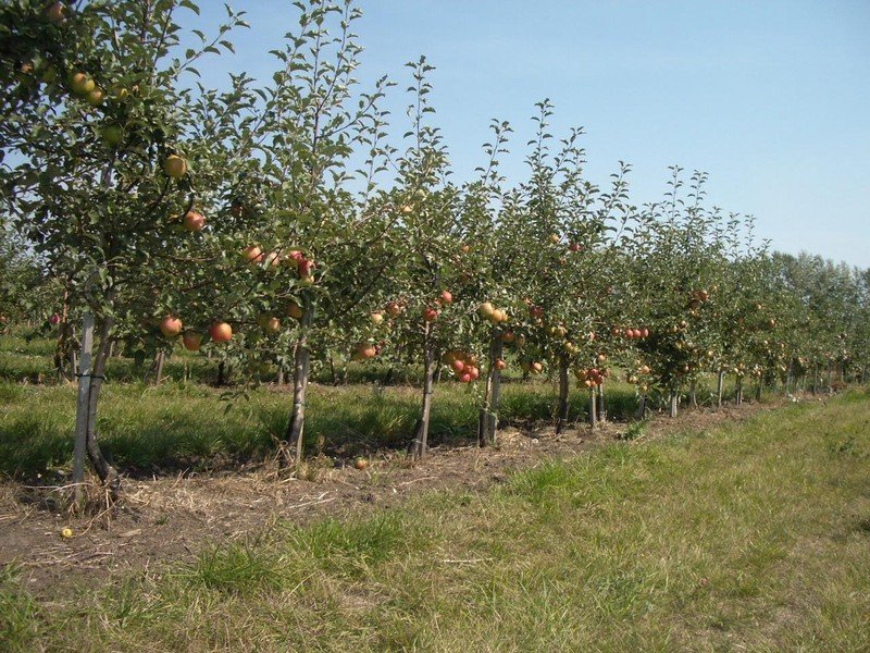Суперинтенсивные сады яблони