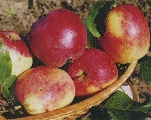 Яблоня сорт летнее полосатое
