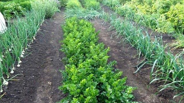 Особенности посадки овощей на грядки по методу Митлайдера