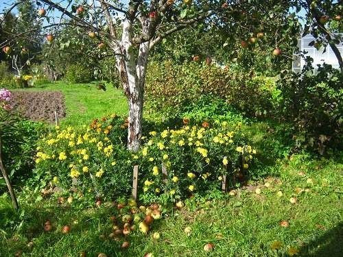 Сад с вишней и яблоками
