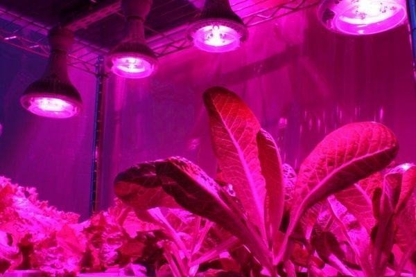 Ультрафиолетовая лампа для растений