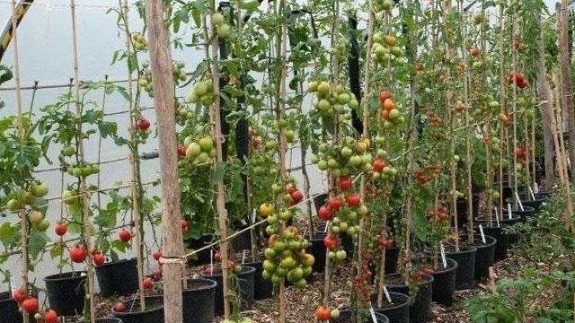 Как подвязывать помидоры в теплице