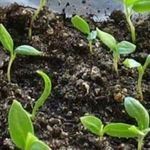 Баклажаны Мечта огородника: характеристика сорта и особенности выращивания