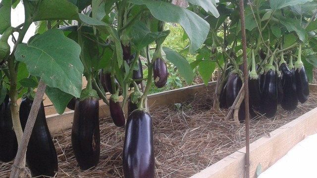 Баклажаны: выращивание и уход в теплице