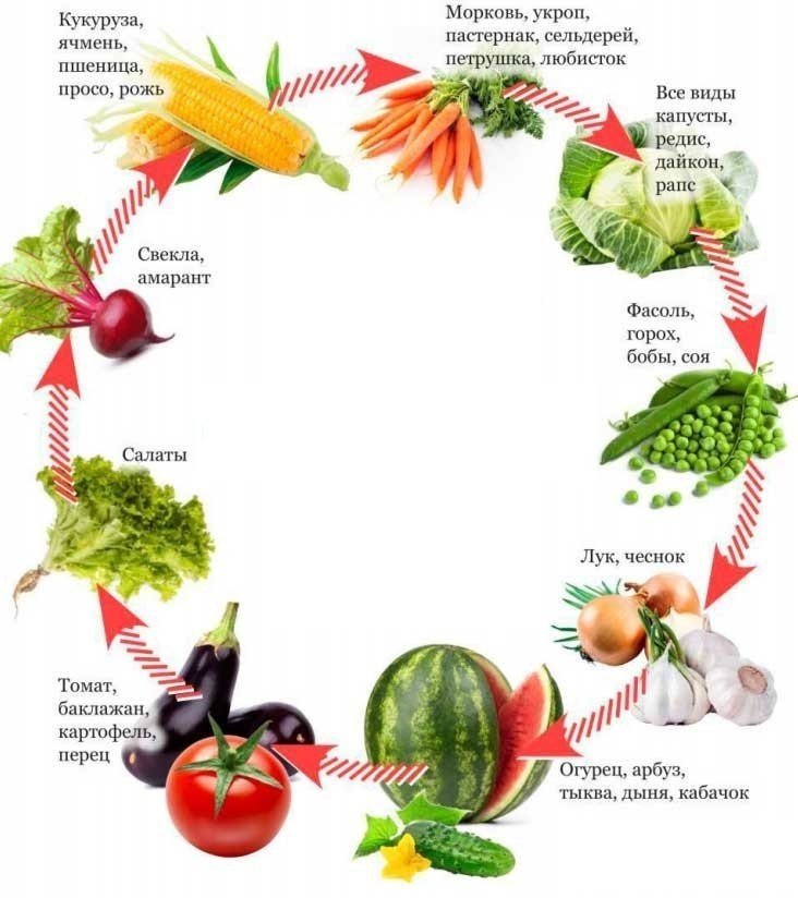 Схема севооборота овощных культур
