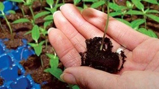 Когда сеять баклажаны на рассаду и как грамотно ухаживать за ними?