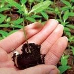 Особенности выращивания баклажана Универсал 6