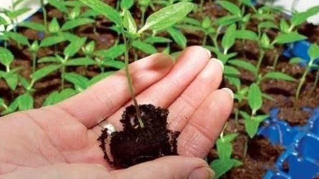 Особенности выращивания баклажана Универсал 6