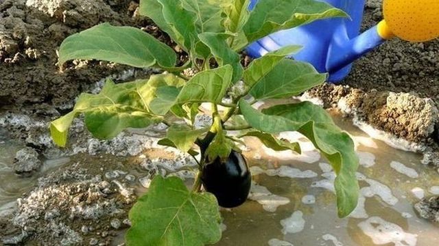 Правильное выращивание и уход за баклажанами в теплице