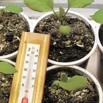 При какой температуре выращивать рассаду баклажан