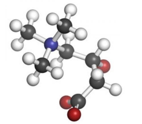 Л карнитин молекула