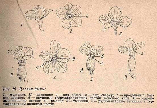 Типы симметрии цветка