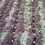 Посадка фасоли в открытый грунт: сроки, уход и правила выращивания кустовой, вьющейся и спаржевой фасоли