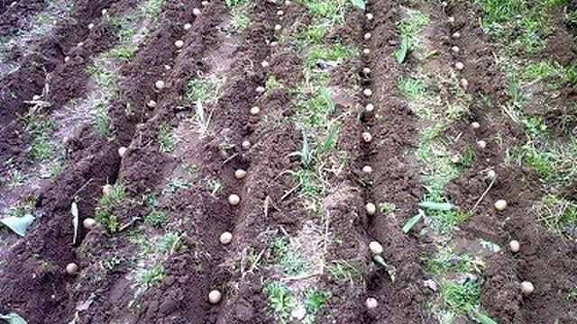 Когда и как сажать фасоль в открытый грунт: сроки, правила выращивания и уход за кустовой, вьющейся и спаржевой фасолью