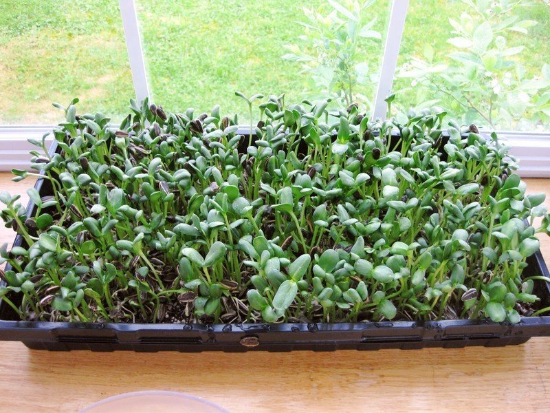 Выращивание микрозелени в домашних условиях