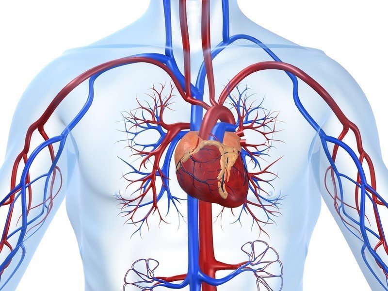Система кровообращения человека сердце и кровеносные сосуды