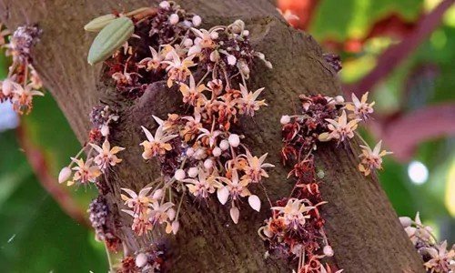 Цветение какао дерева