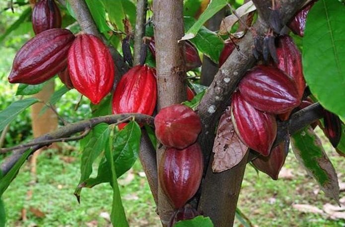 Дерево какао южной америки