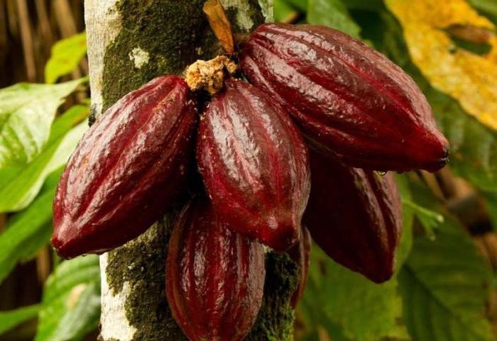 Какао в южной америке