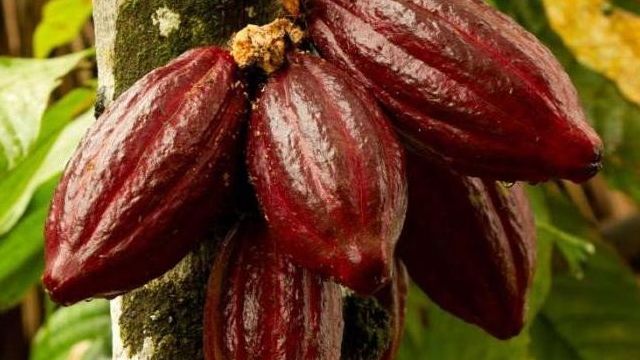 Какао бобы фото плодов