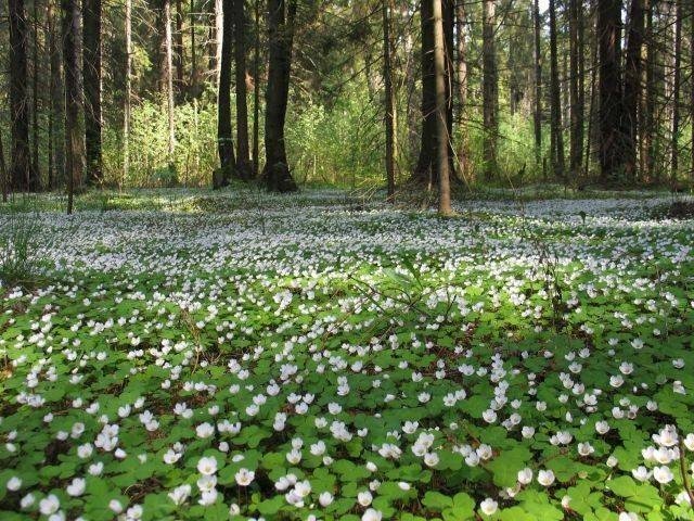 Белые цветы ковром в лесу весной