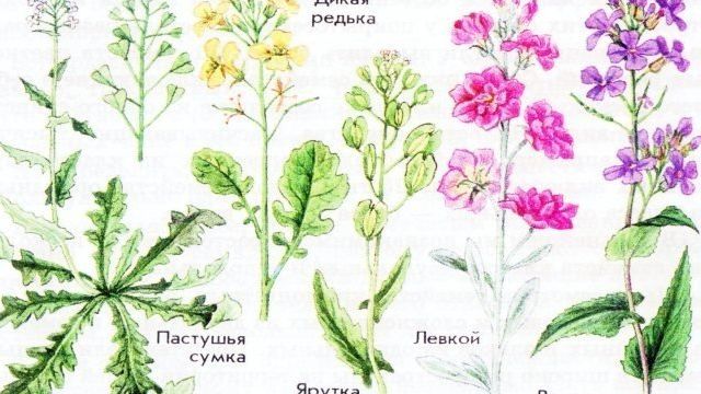 Семейство крестоцветных растений: общая характеристика и основные представители