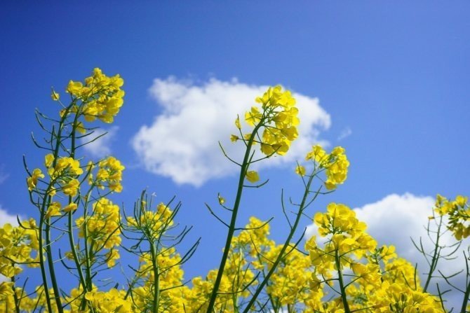 Желтый цветок полевой рапс