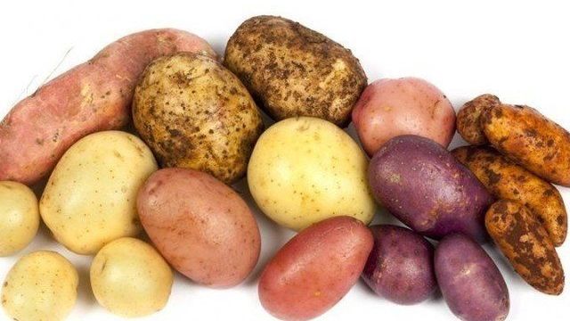 Что такое картофель: описание, особенности строения и размножения