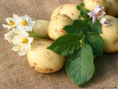 Картофель с редькой